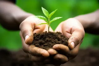 手捧树苗在土壤中嫩芽立春保护环境摄影图