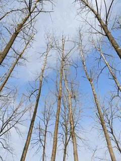 蓝天白云下的白杨树美图