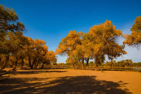 胡杨林图片
