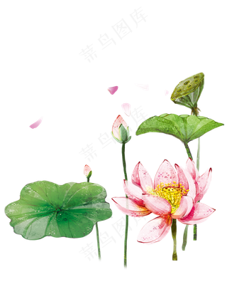 中国风唯美荷花10免扣素材