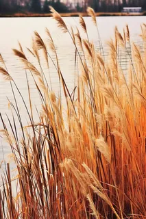 秋冬湖边芦苇花干枯黄色摄影图