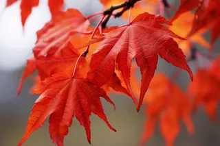 秋日火红的枫叶摄影图