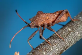 树枝上的褐色昆虫特写镜头