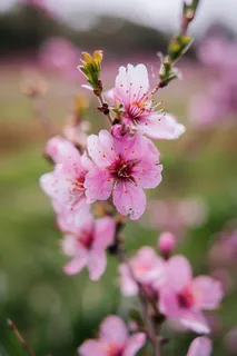 春日桃花粉色花朵摄影图 春日桃花粉色花朵摄影图