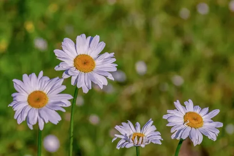 草地白色的雏菊植物