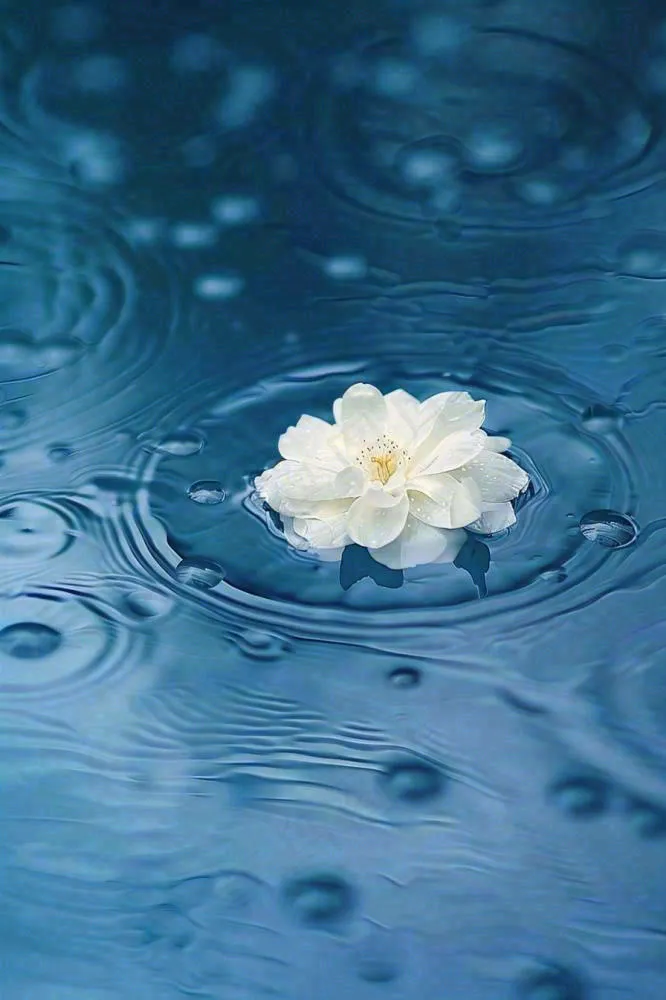 下雨天掉落在蓝色水面的白色花朵清新淡雅雨水处暑寒露摄影图(896x1344)