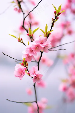 春日樱花红海棠摄影图