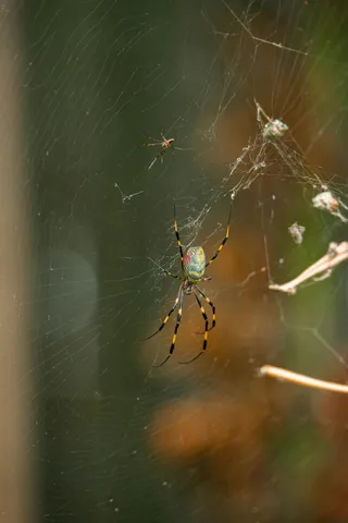 织网中的彩绘蜘蛛和其猎物
