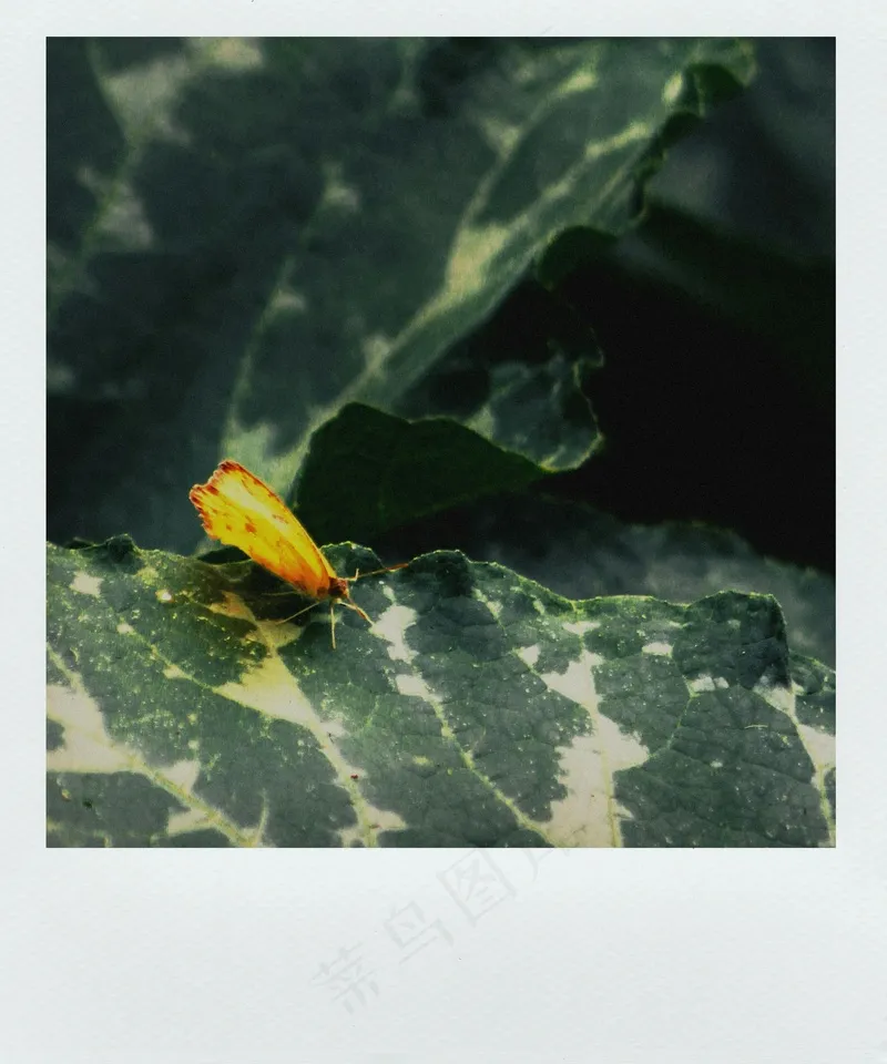 绿叶上的黄蝶舞