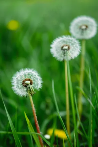蒲公英植物春天摄影图
