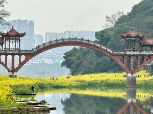 壕上大桥 油菜花