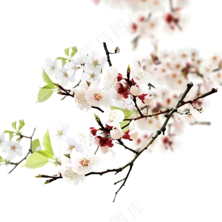 清新花朵背景3免扣图片