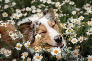 边牧小雏菊里的小狗摄影图