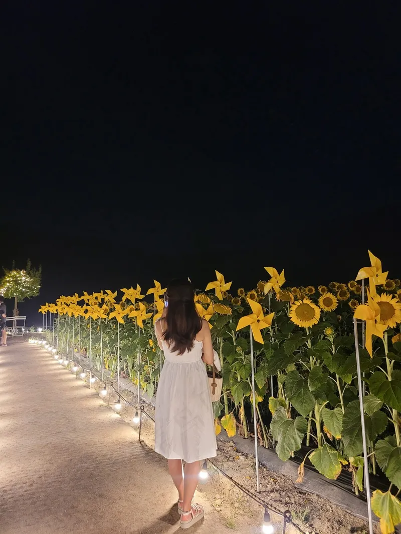 夜晚向日葵花园灯光秀1