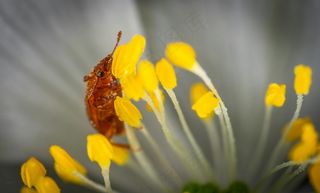 昆虫探索微距世界的美妙