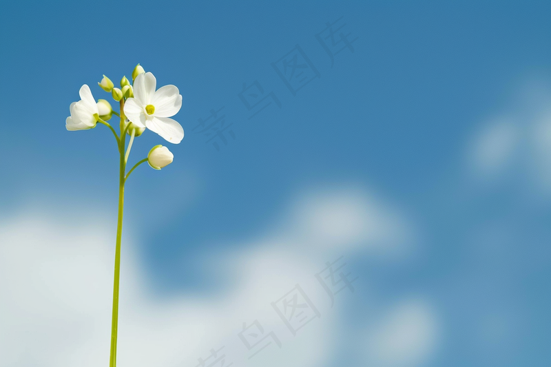 一束白花蓝天背景摄影图