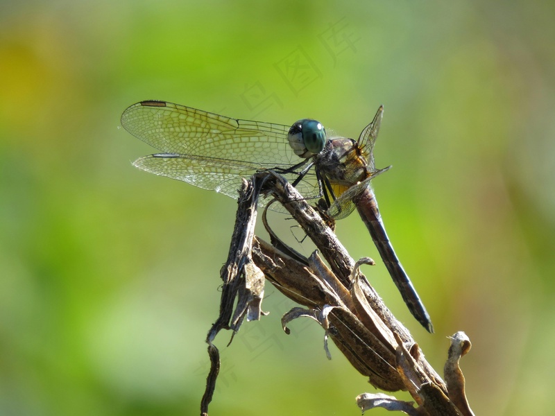 阳光下的蜻蜓停在树枝上