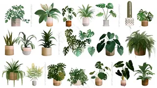 室内盆栽绿植装饰品类摄影图