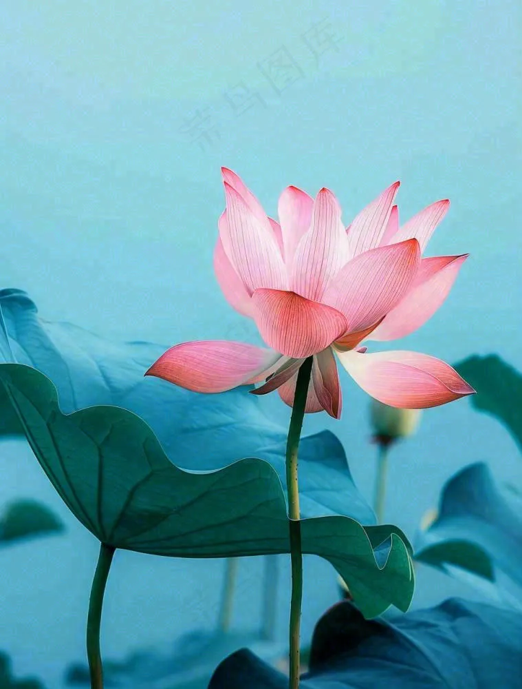 夏天池塘荷花荷叶蓝色唯美处暑大暑小暑摄影图(960x1264)