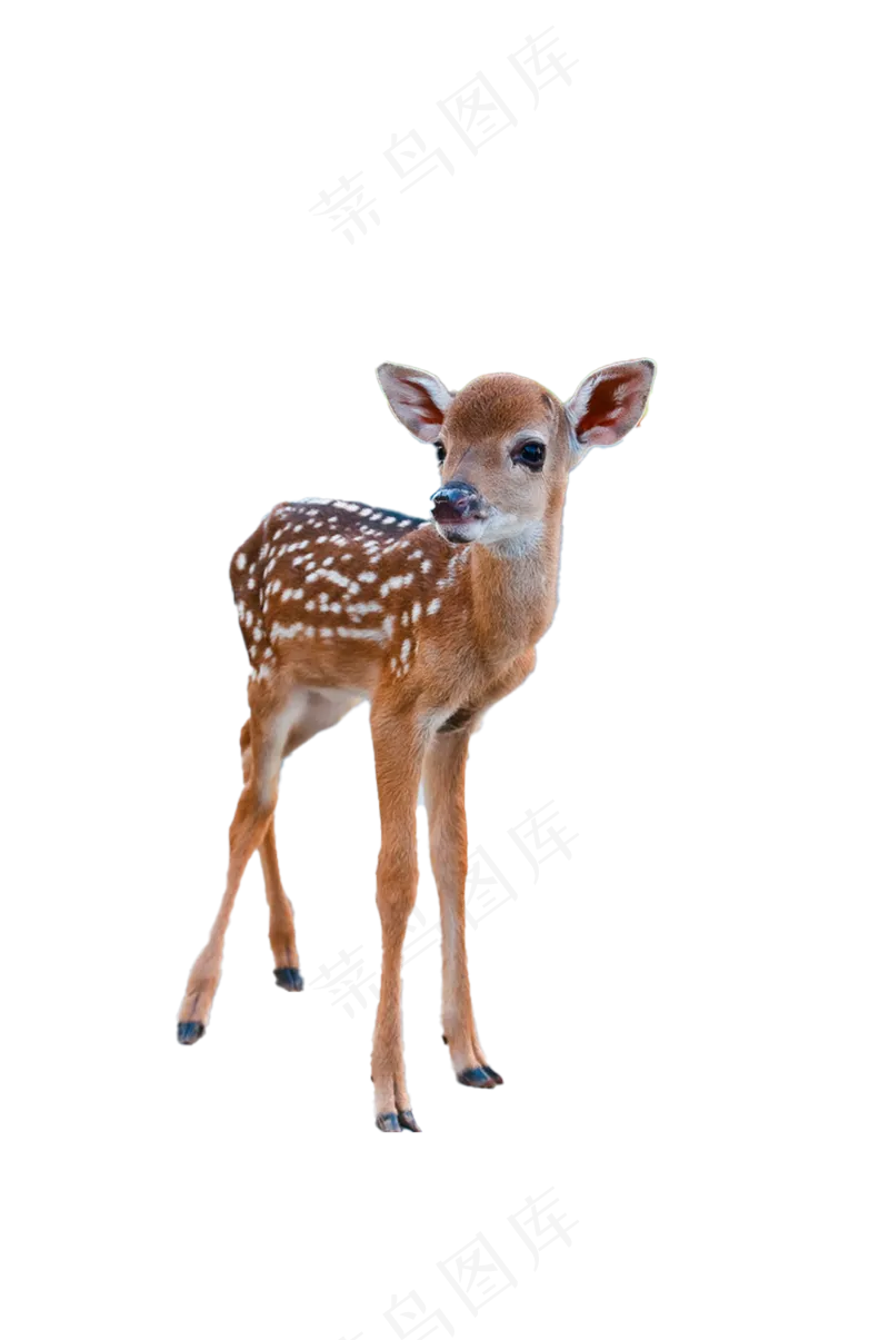 小梅花鹿 免抠