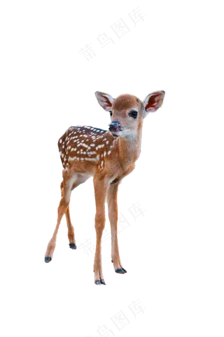 小梅花鹿 免抠
