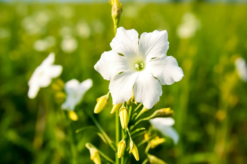 春天盛开的白花草坪摄影图(4032x2688)