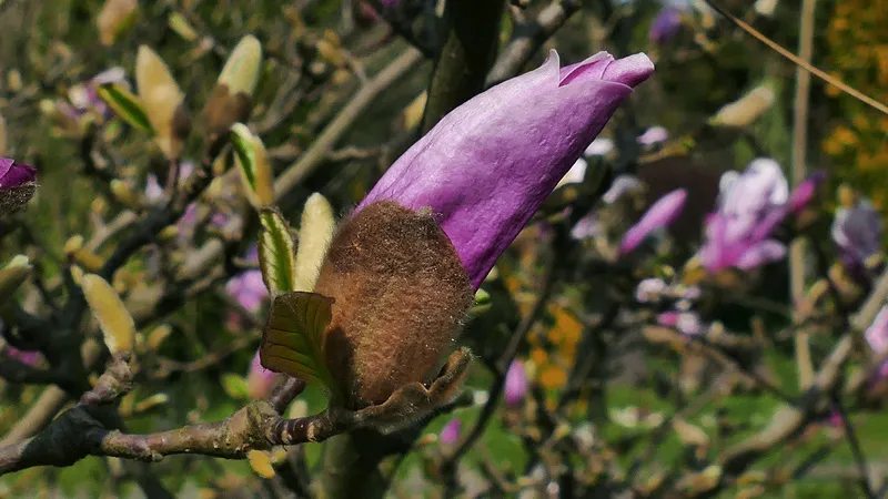 户外玉兰花花朵 户外玉兰花花朵