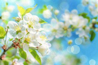 立春白花梨花花朵春意蓝天背景春分惊蛰摄影图