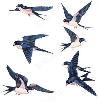 大雁燕子春天鸟元素卡通插画免抠