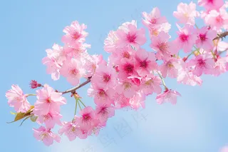 春日樱花花朵摄影图