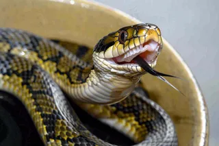 蛇在白色背景爬行动物摄影图