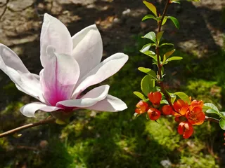 户外玉兰花花朵
