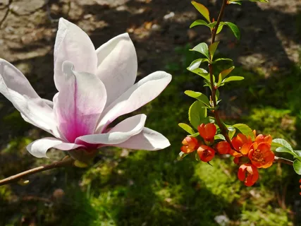 户外玉兰花花朵 户外玉兰花花朵