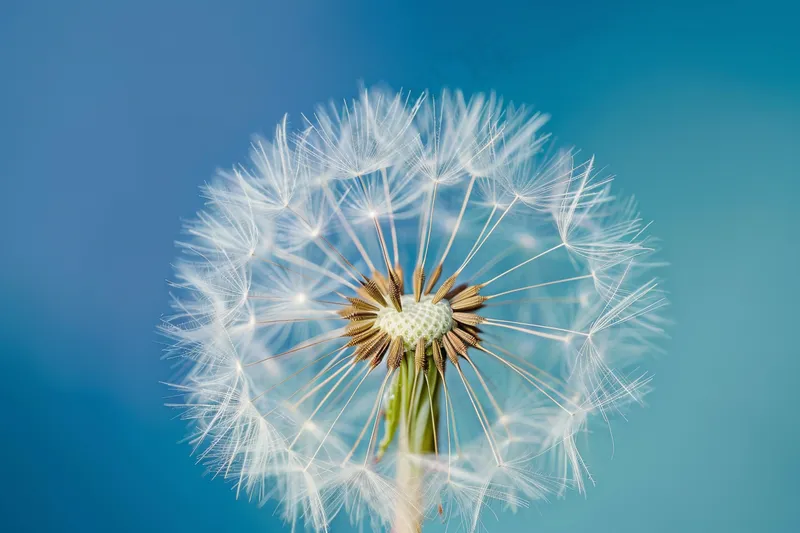 白色蒲公英蓝天背景摄影图(4032x2688)