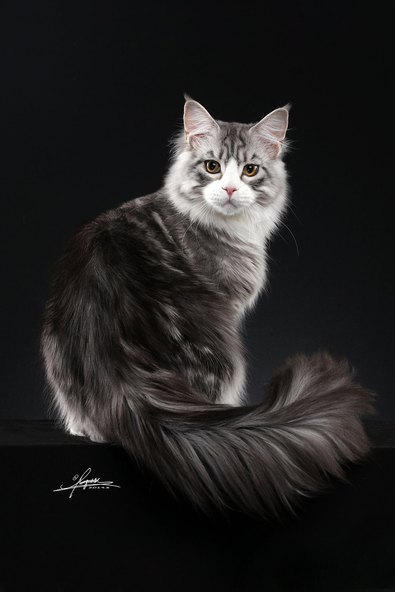 可爱猫咪摄影