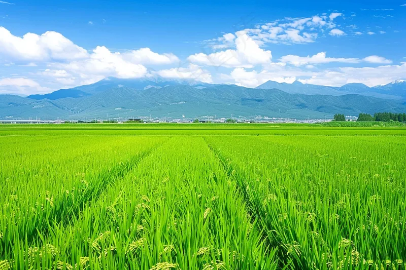 大片农田水稻远山蓝天白云摄影图(4032x2688)