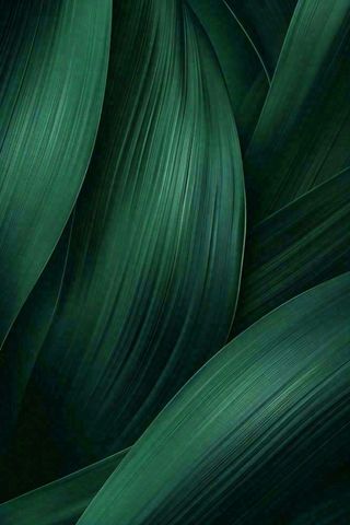 绿色纹理叶子墨绿端午夏天插画纹理背景