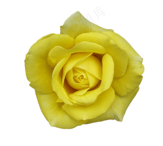 半开的黄色月季