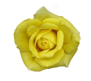 半开的黄色月季