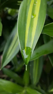 户外翠竹竹叶 户外翠竹竹叶