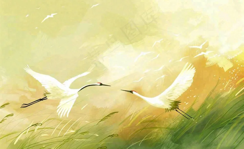 秋天白鹭飞鹤芦苇丛白露寒露节气插画背景(1408x864)