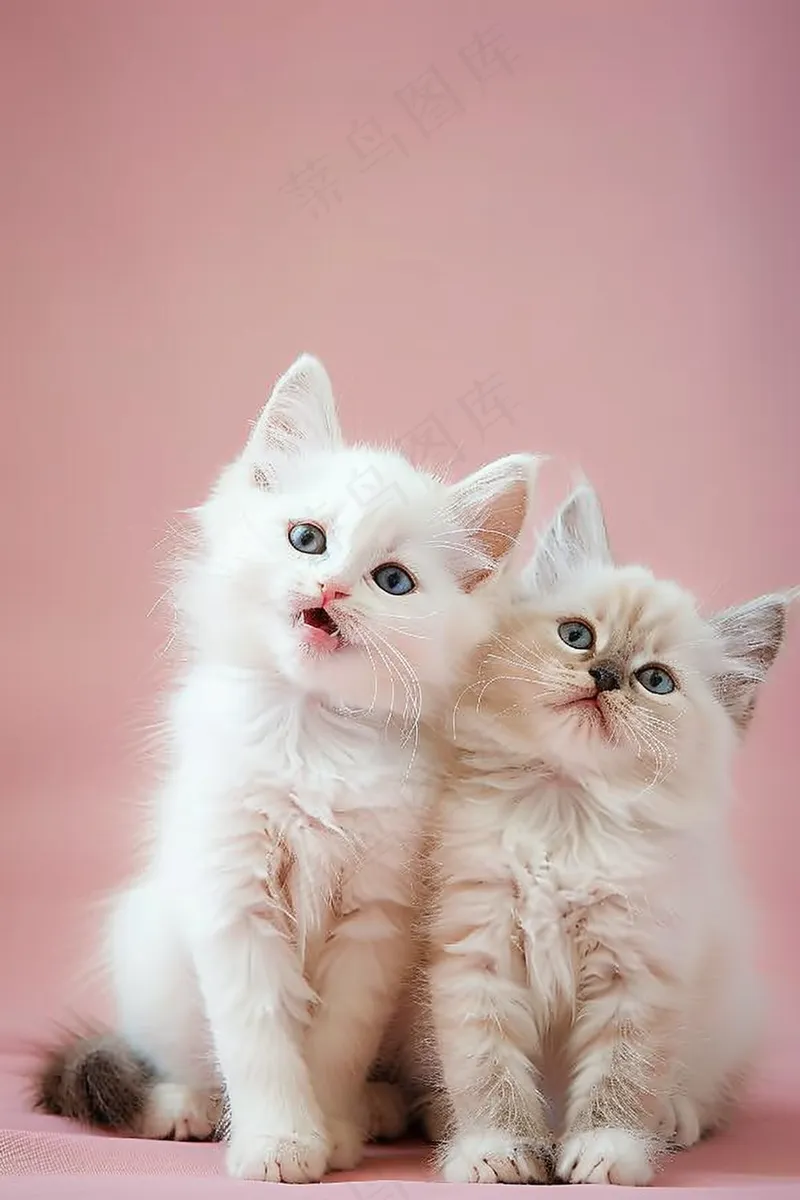 猫咪宠物猫可爱动物摄影图(2688x4032)