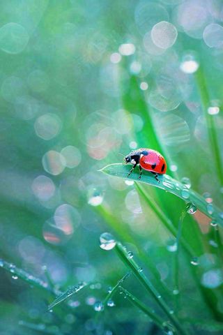 绿叶草丛露珠瓢虫昆虫雨水谷雨惊蛰摄影图