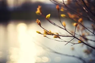 春天万物复苏树枝抽新芽摄影图