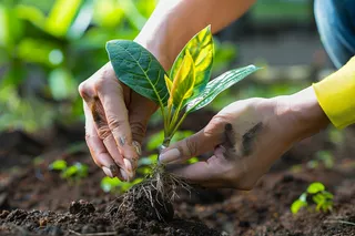 植树树苗保护环境摄影图