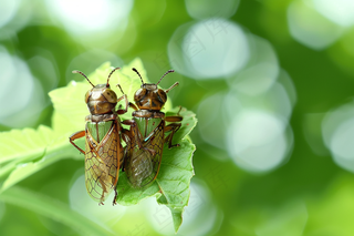 春天大树绿叶上的昆虫蝉摄影图