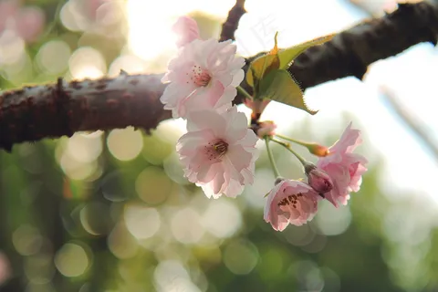 春日樱花花朵摄影图