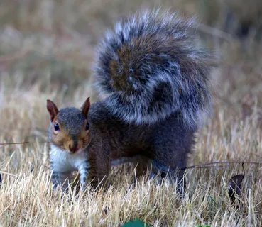 户外松鼠动物 户外松鼠动物