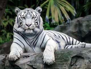 白虎趴着石头上的老虎动物摄影图