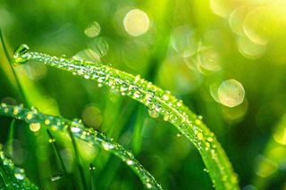 春天草丛叶片上挂满露珠雨滴立春春分雨水谷雨摄影图